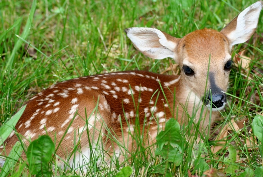 DNR says leave baby wild animals in wild, despite them looking abandoned