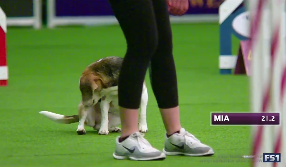 WATCH: Mia the beagle wins Westminster Dog Show … if you ask us