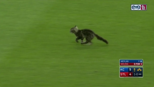 St. Louis Cardinals ask for help in finding the rally cat