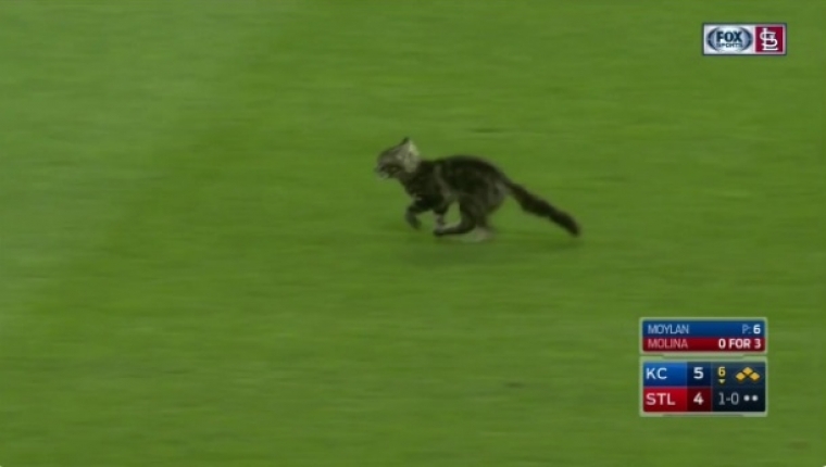 Rally cat to return to Cardinals after quarantine