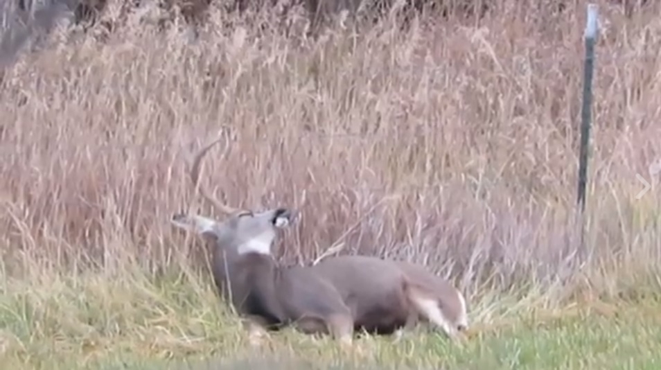 Hunters looking for a buck? This one’s just taking a nap
