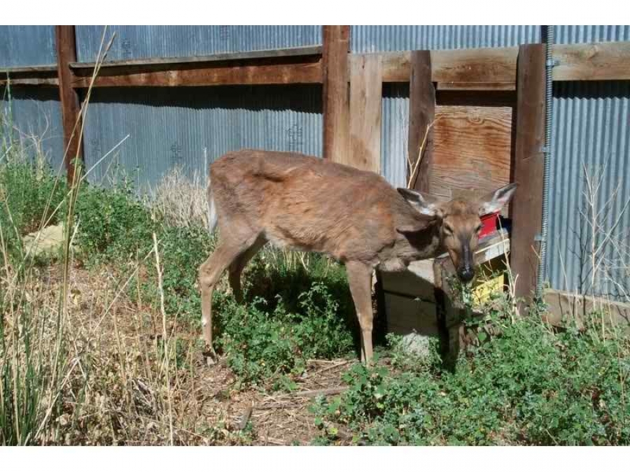 Experts say a deer at a Wisconsin shooting preserve is infected with chronic wasting disease