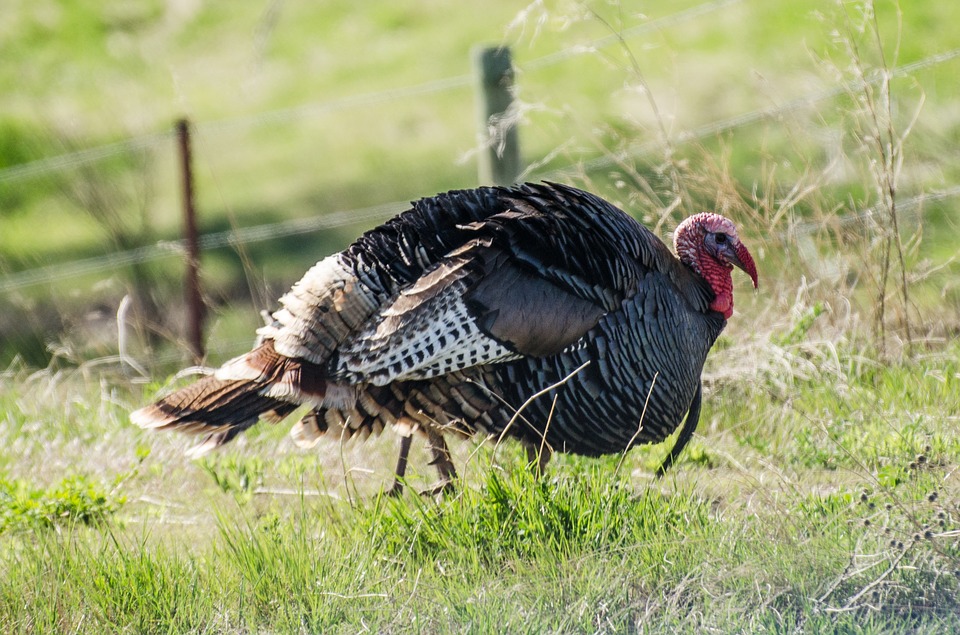 Hunters kill 38K turkeys during spring hunt