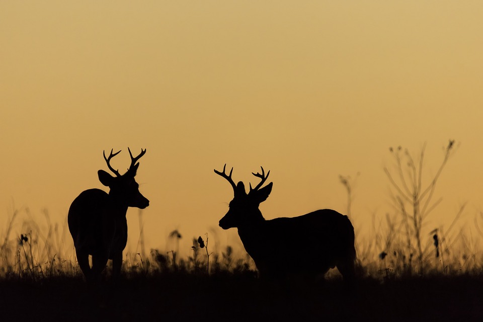 DNR asks thousands of hunters to participate in deer survey