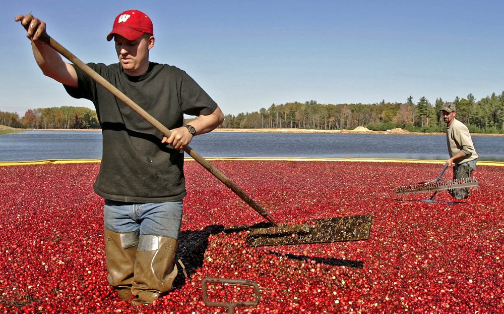Wisconsin cranberries and a ticking clock for Ryder Cup fate