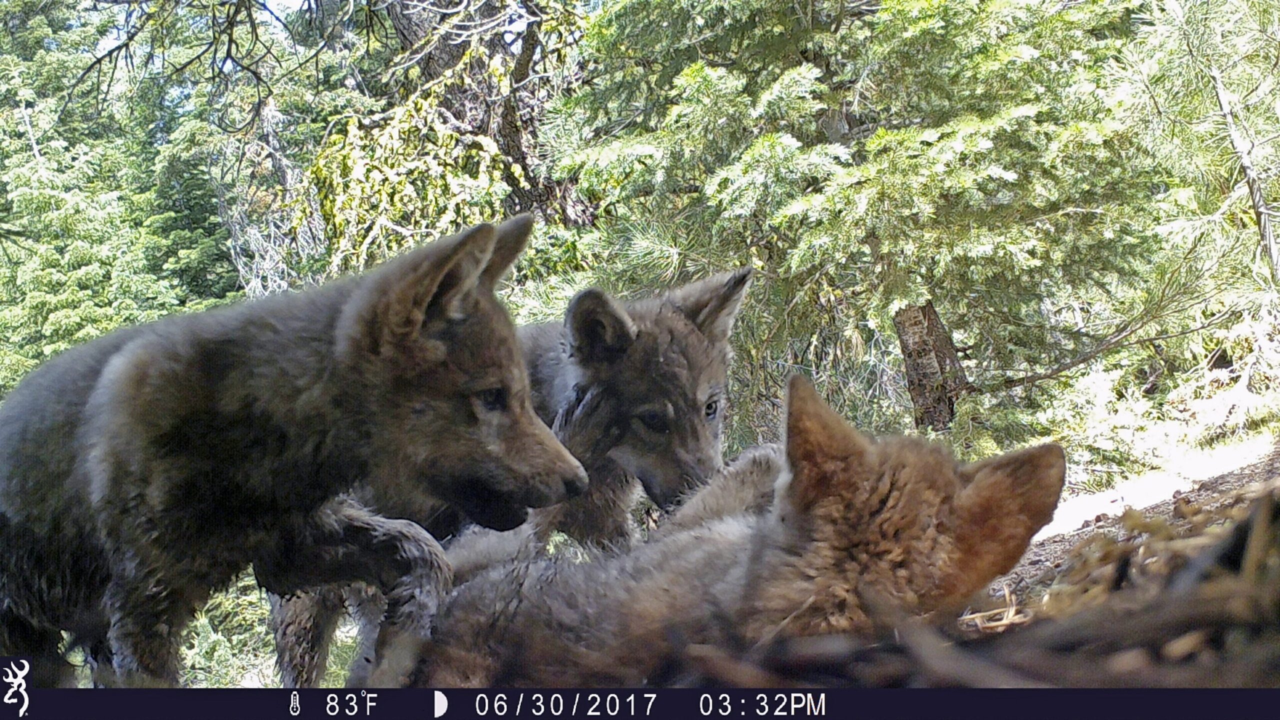 Wisconsin wildlife officials approve new wolf management plan with no population goal