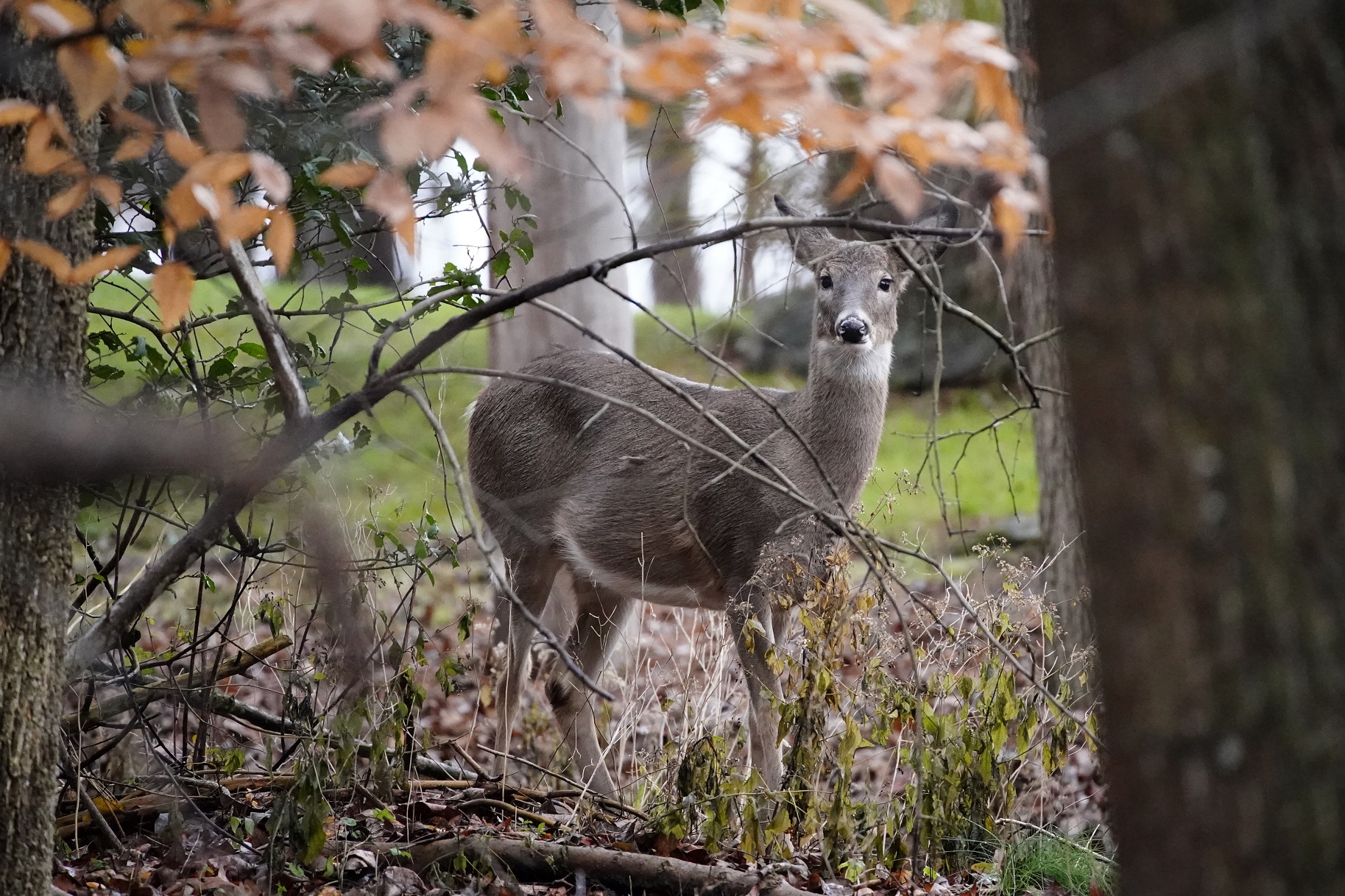 Hunters killed nearly 18% fewer deer this year in Wisconsin’s nine-day gun season