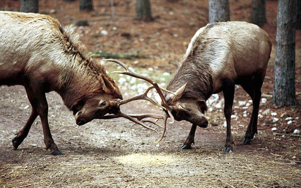 Wisconsin DNR estimates state’s elk herds have grown to around 500 animals