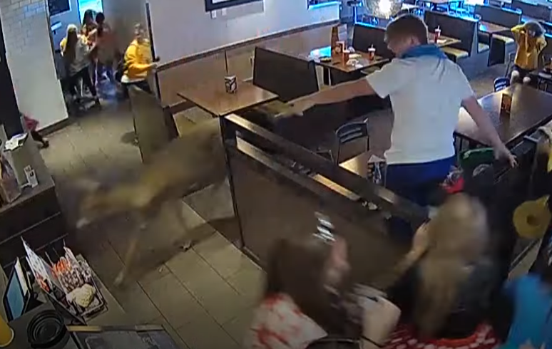 WATCH: Deer charges through crowded Wisconsin restaurantWATCH: