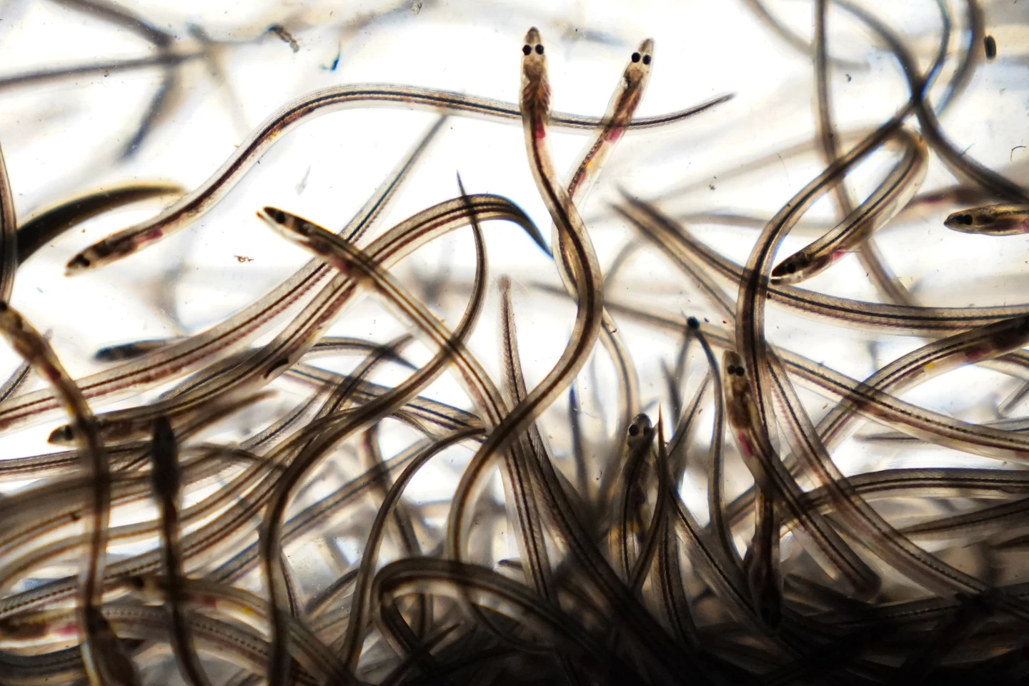 Wriggling gold: Fishermen who catch baby eels for $2,000 a pound hope for many years of fishing