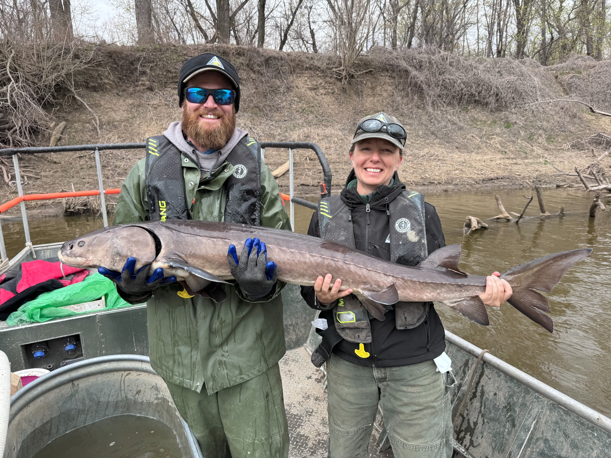 Chippewa River lake sturgeon turns up 651 miles from home — the longest-known distance ever traveled