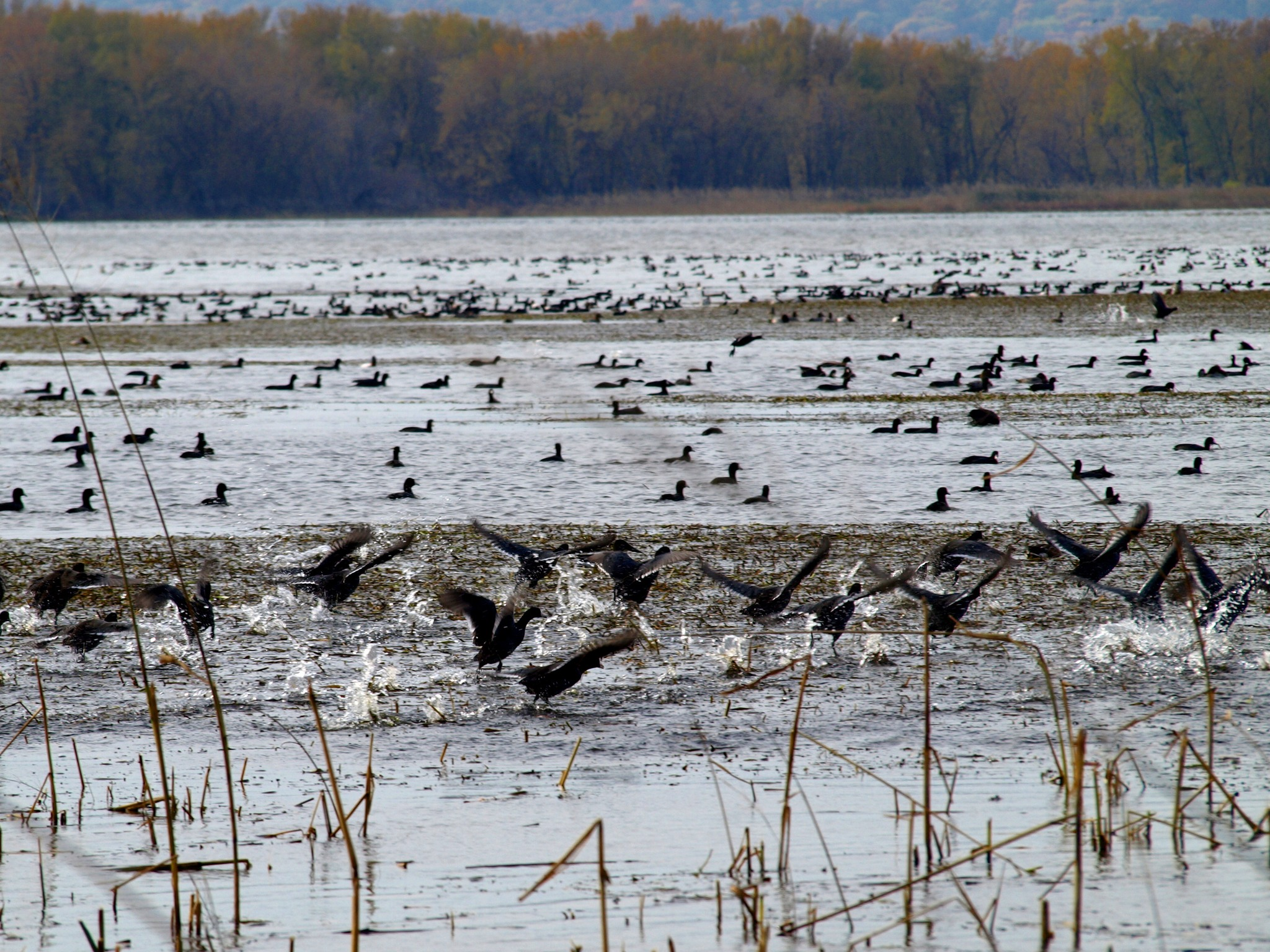 “Wait, ducks migrate at night?” Upper Mississippi Refuge ranger Katie Julian on preserving habitat