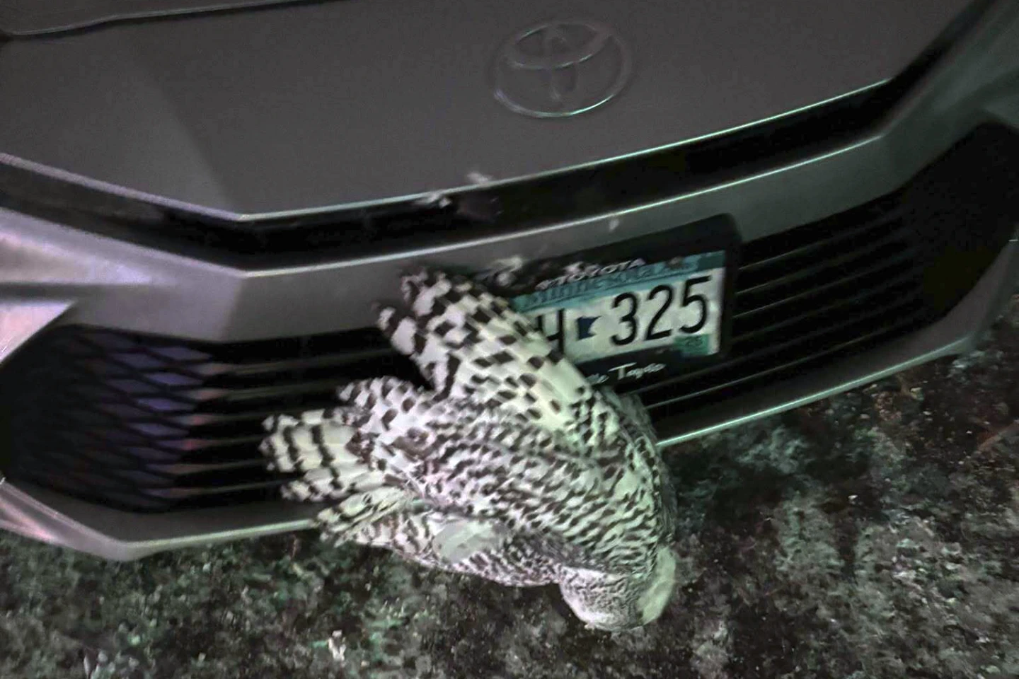 Snowy owl rescued from car grille by Minnesota woman who saved another bird hours earlier