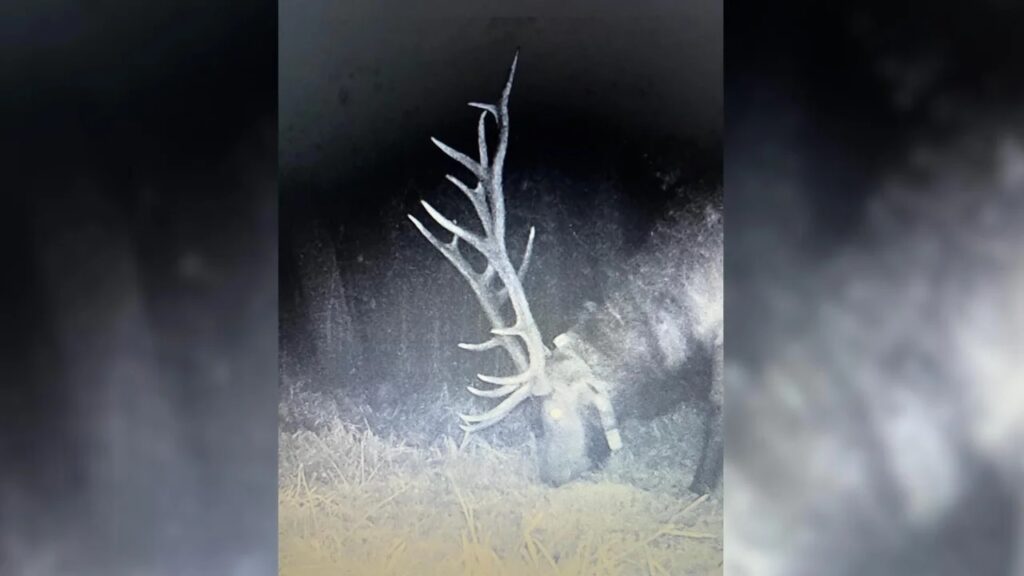 DNR needs tips in illegal elk shooting near Black River Falls